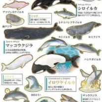 Kamio Otonano-Zukan Dolphins & Whales Stcikers